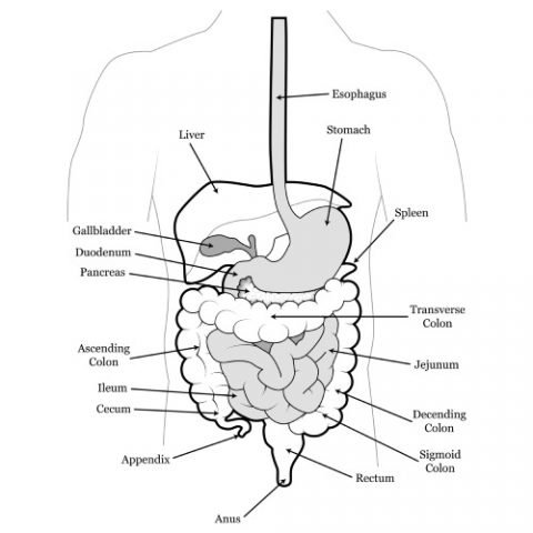 Abdominal Pain Specialists Melbourne - Gastro IQ