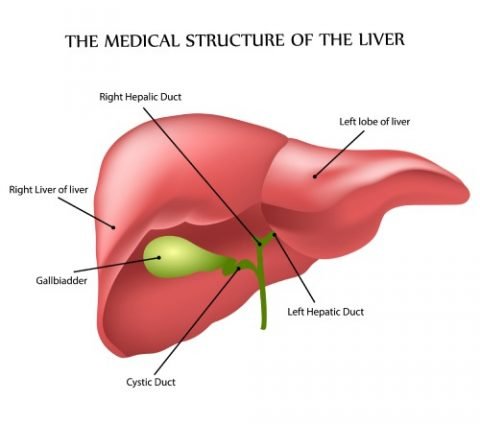 Abnormal Liver Function Tests Gastro IQ   Liver 480x424 